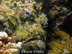 Stonefish  "Don Petro"   Housereef at  ElQuseir , Canon S70 by Beate Krebs 